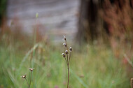 Trockene Blüten