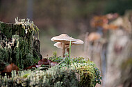 Pilze auf Holzpfosten