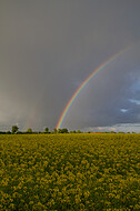 Regenbogen hinter Rapsfeld