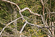Trockene Äste