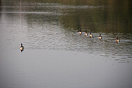 Obersee Schildesche