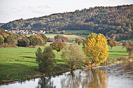 Bäume an Weserufer