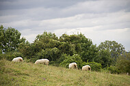 Schafe auf Weide