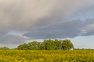 Rapsfeld vor Gewitter