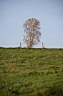 Stacheldrahtzaun mit Holzpfosten