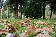 Pilze auf Friedhof