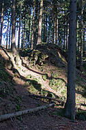 Nadelwald lichtdurchflutet