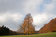 Baumpaar auf Ochsenheide