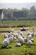 Freilaufende Gänse