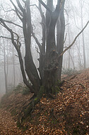 Niederwald im Nebel