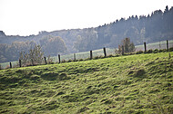 Weidezaun mit Holzpfosten