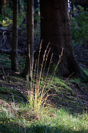 Waldgräser im Gegenlicht