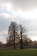 Baumpaar auf Ochsenheide