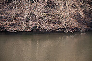 Bäume am Teich