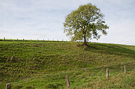 Solitär vor blauem Himmel