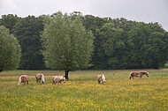 Pferde auf Blumenwiese