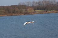 Schwan im Landeanflug