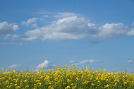 Raps vor blauem Himmel
