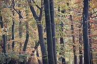 Buchenherbstwald