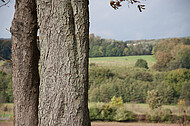 Baum vor Weserbergland