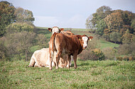 Milchkühe auf einem Hügel