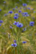 Kornblumen im Gerstenfeld