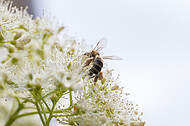 Biene auf Kletterhortensie