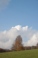 Herbstsolitär