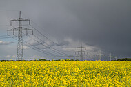 Rapsfeld vor Gewitter