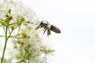 Biene auf Kletterhortensie