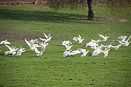 freilaufende Gänse