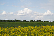 Rapsfeld vor Gewitter