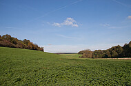 Grüner Acker