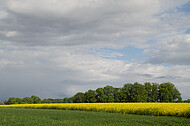 Rapsfeld vor Gewitter