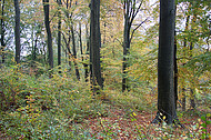 Herbstwald