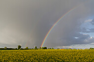 Regenbogen hinter Rapsfeld