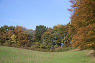 Herbstwald