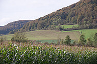 Maisfeld vor Bergrücken