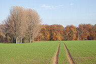 Kahle Bäume vor Herbstwald