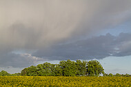 Rapsfeld vor Gewitter