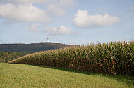 Maisfeld