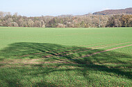 Baumschatten auf Acker