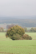 Kleine Baumgruppe