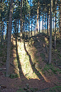Nadelwald lichtdurchflutet