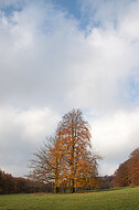 Baumpaar auf Ochsenheide