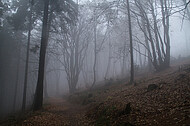 Niederwald im Nebel