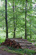 Holzstapel