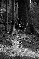 Waldgräser im Gegenlicht