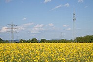 Raps vor blauem Himmel