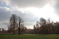 Baumpaar auf Ochsenheide